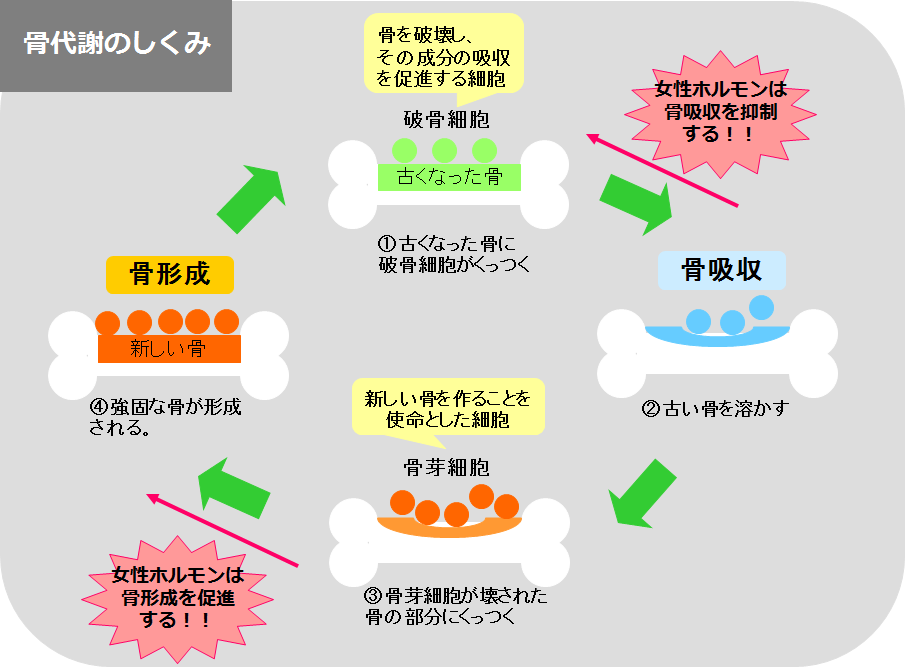 副甲状腺は何をするのですか?